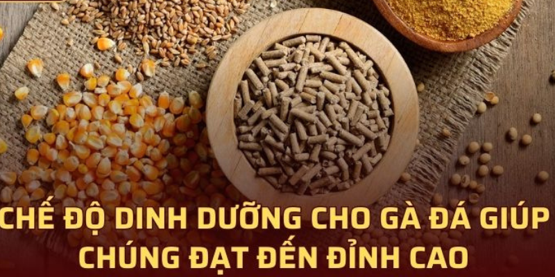 Cách nuôi gà đá phải quan tâm đến dinh dưỡng