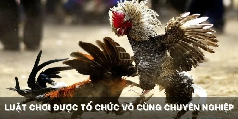 Luật chơi được tổ chức vô cùng chuyên nghiệp